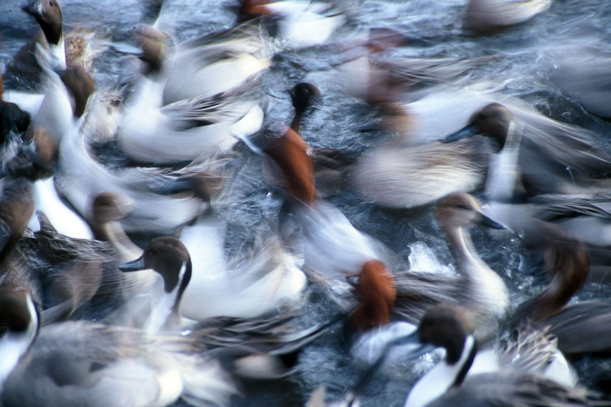 Ducks
